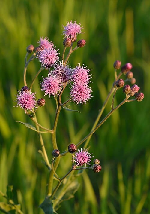 Cirsium, standing in for Cirsium algeriense