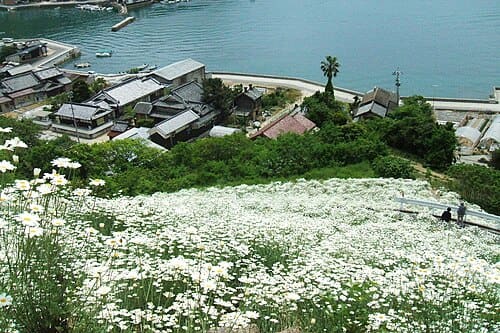 Tanacetum cinerariifolium
