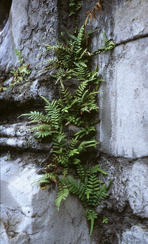 Pteris