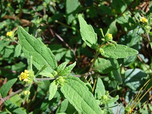 Sigesbeckia orientalis
