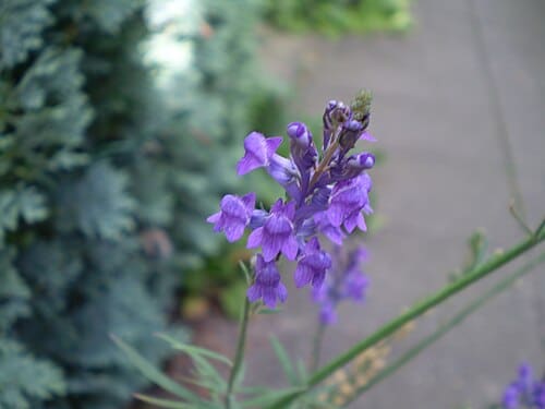 Salvia, standing in for Salvia karabaghensis