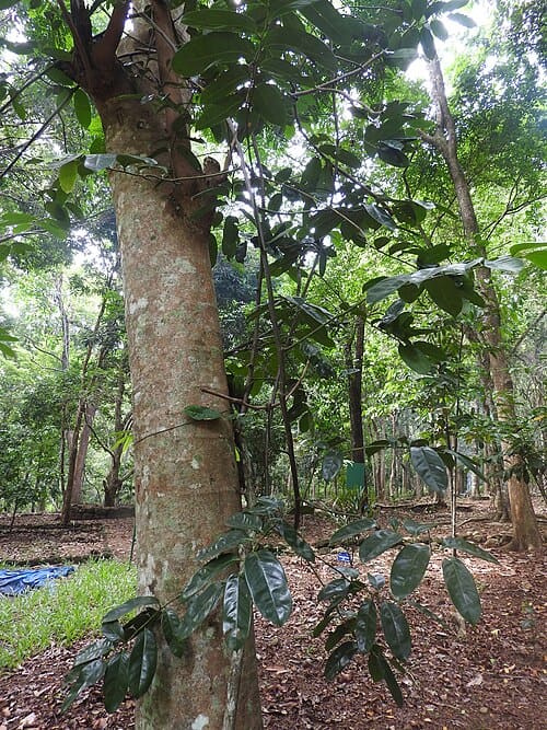 Artabotrys suaveolens