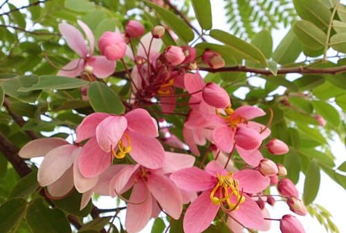 Cassia javanica subsp. agnes