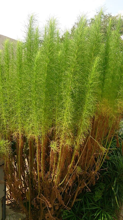 Artemisia scoparia
