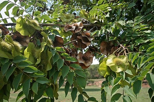 Pterocarpus angolensis