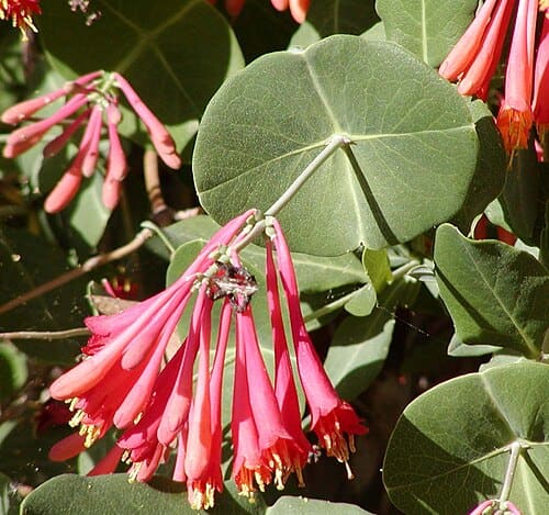 Lonicera, standing in for Lonicera fulvotomentosa