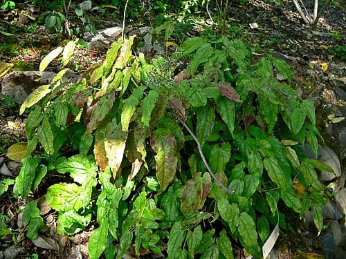 Epimedium pubescens