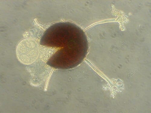 Microsphaera, standing in for Microsphaera punctata