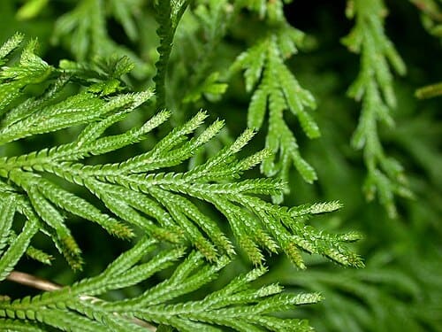 Selaginella involvens