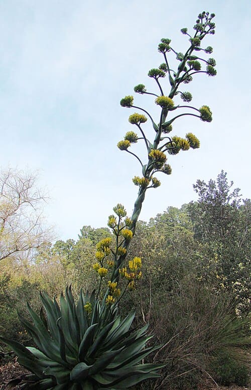 Agave atrovirens