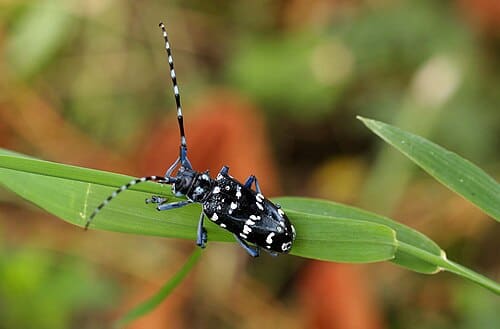 Anoplophora chinensis