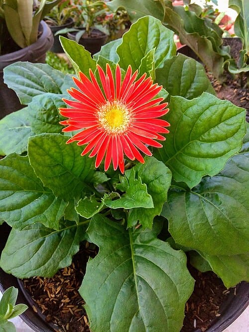 Gerbera, standing in for Gerbera piloselloides