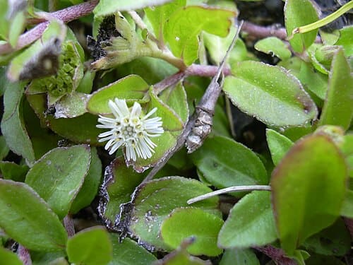 Eclipta prostrata