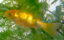 Carassius auratus