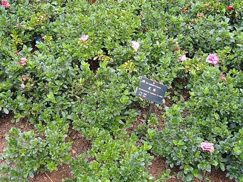 Rhododendron simsii