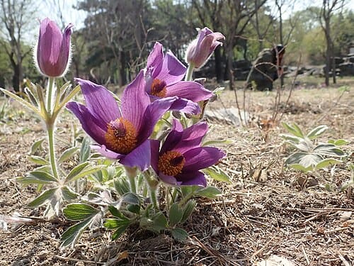 Pulsatilla chinensis