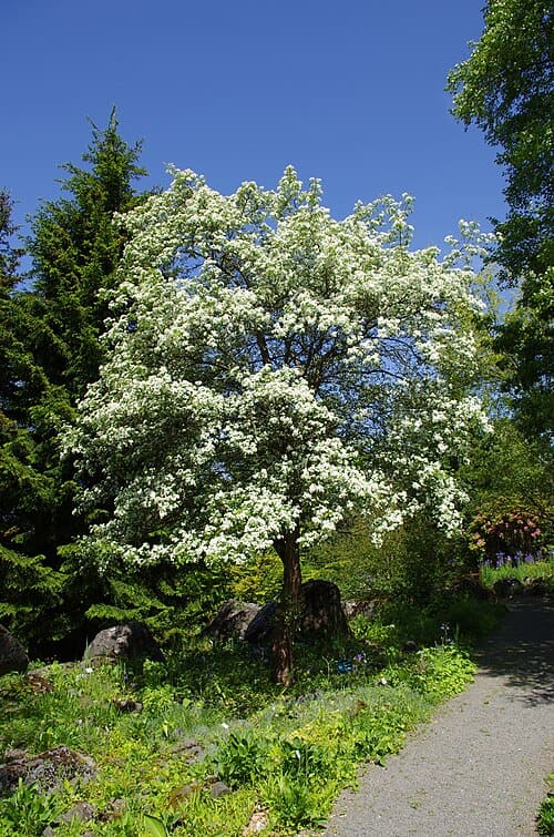 Crataegus maximowiczii