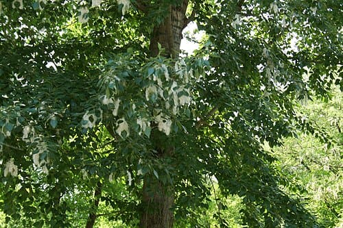 Populus suaveolens