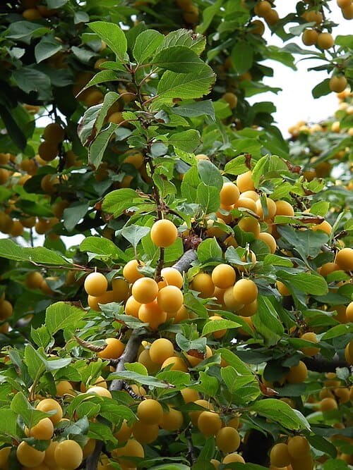 Prunus cerasifera