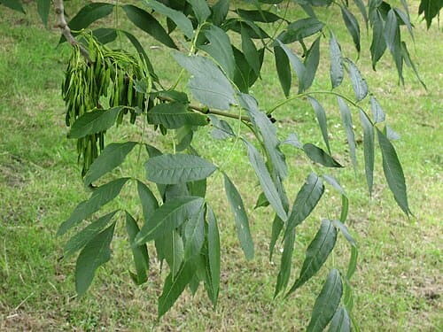 Fraxinus, standing in for Fraxinus turkestanica