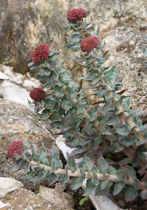 Rhodiola, standing in for Rhodiola crenulata