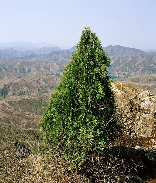 Platycladus orientalis