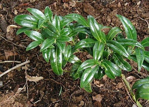 Sarcococca, standing in for Sarcococca vagans