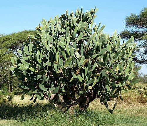 Opuntia ficus-indica