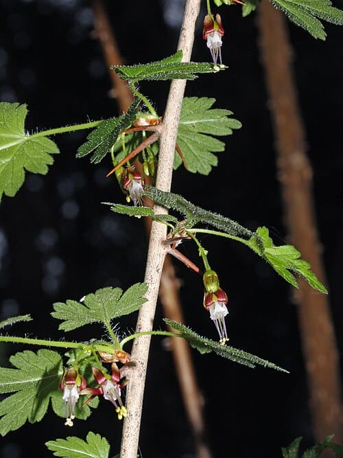Ribes, standing in for Ribes hirsutum