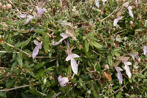 Teucrium, standing in for Teucrium bidentatum