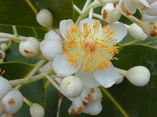 Malpighiales, standing in for Garciniaceae
