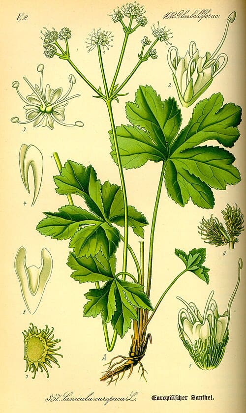 Sanicula, standing in for Sanicula lamelligera