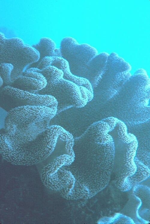 Sarcophyton, standing in for Sarcophyton digitatum