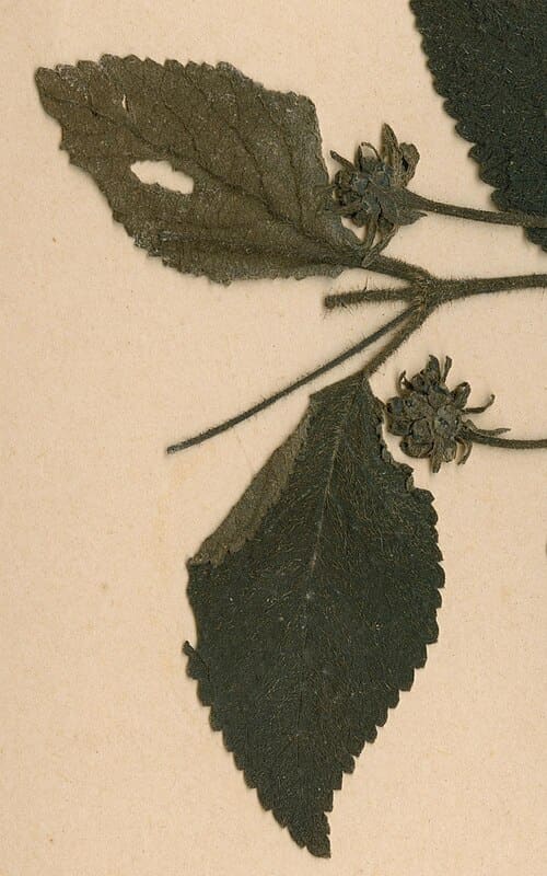 Lantana camara