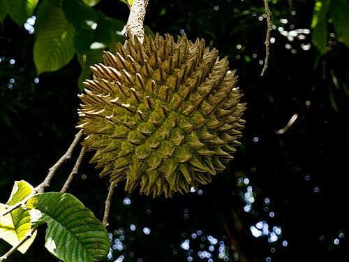 Annona purpurea