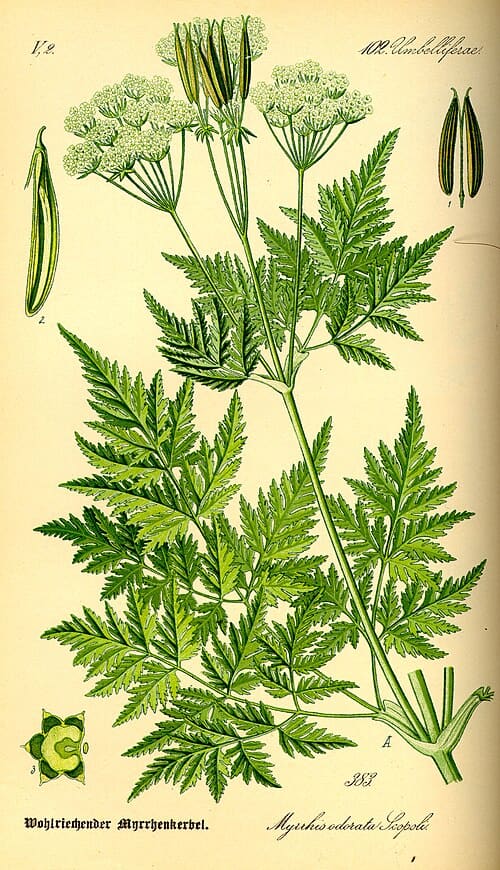 Myrrhis odorata