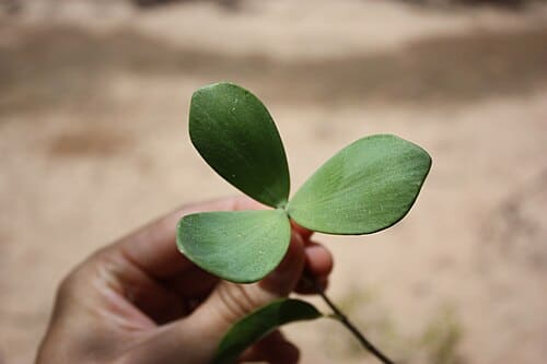 Loeseneriella, standing in for Loeseneriella merrilliana