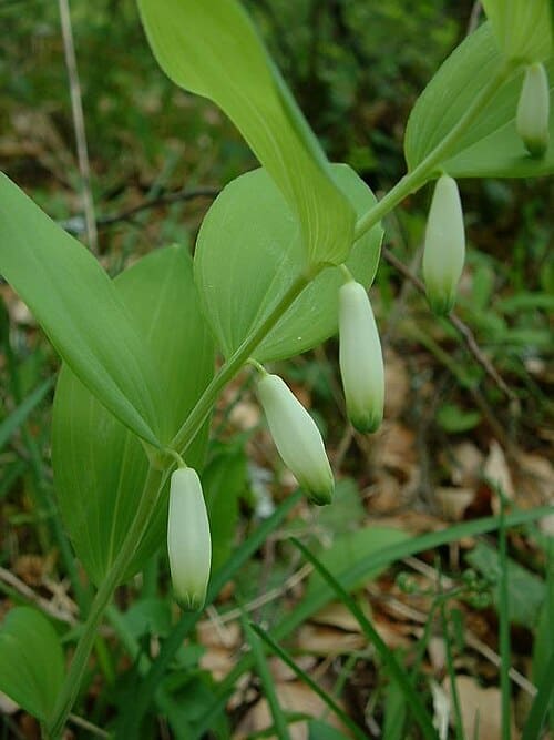 Polygonatum odoratum
