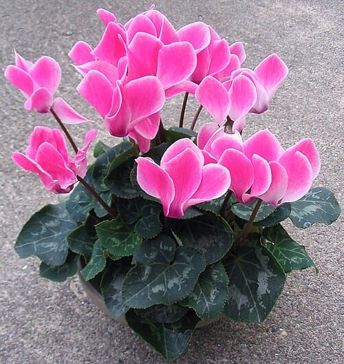 Myrsinaceae