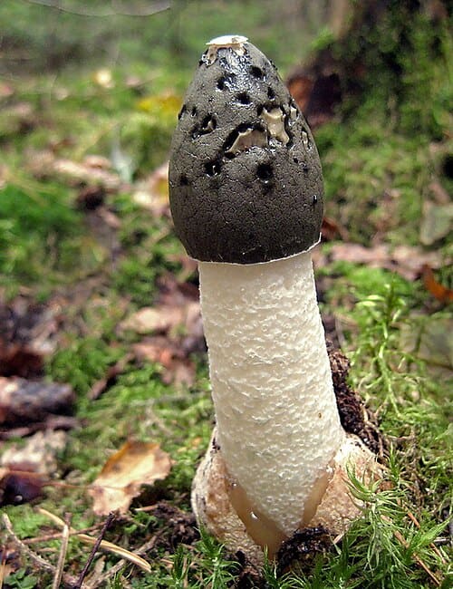 Phallus impudicus