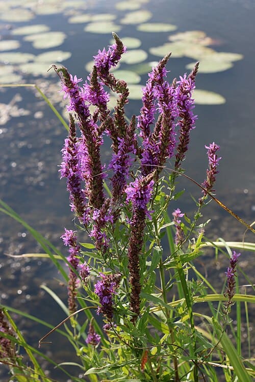 Lythrum salicaria