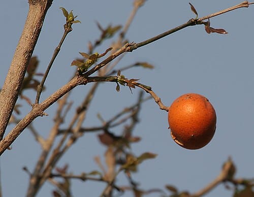 Loganiaceae