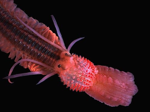 Phyllodoce, standing in for Phyllodoce pellucida