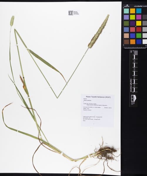 Phleum pratense