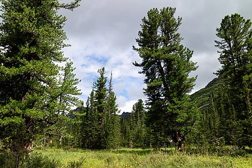 Pinus sibirica