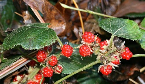 Rubus buergeri