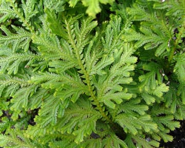 Selaginella moellendorffii