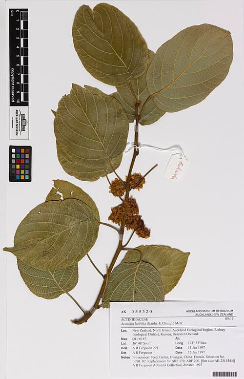 Actinidia latifolia