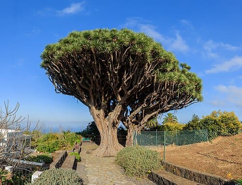 Dracaena draco