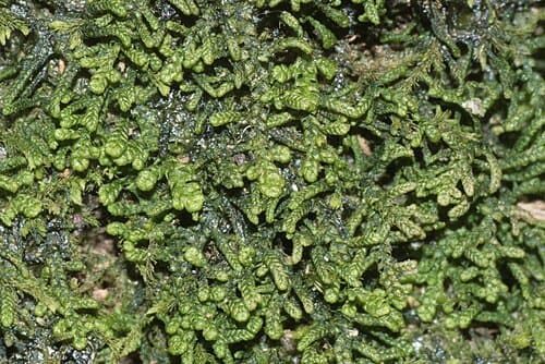 Lepidozia, standing in for Lepidozia vitrea
